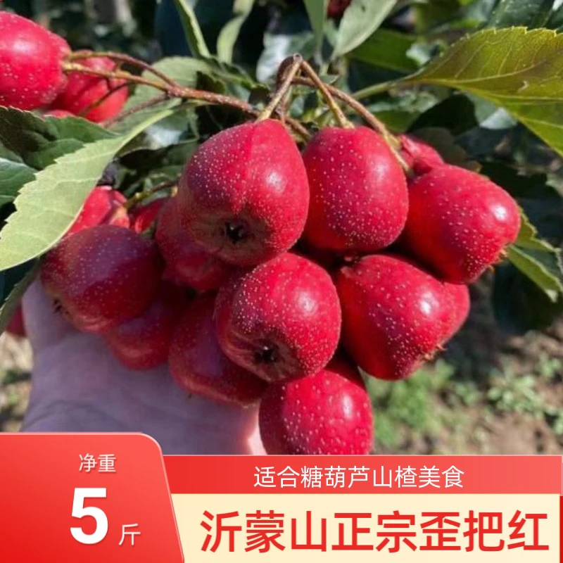 歪把红山楂 沂蒙山产地 色泽鲜红 口感软糯 酸甜适口