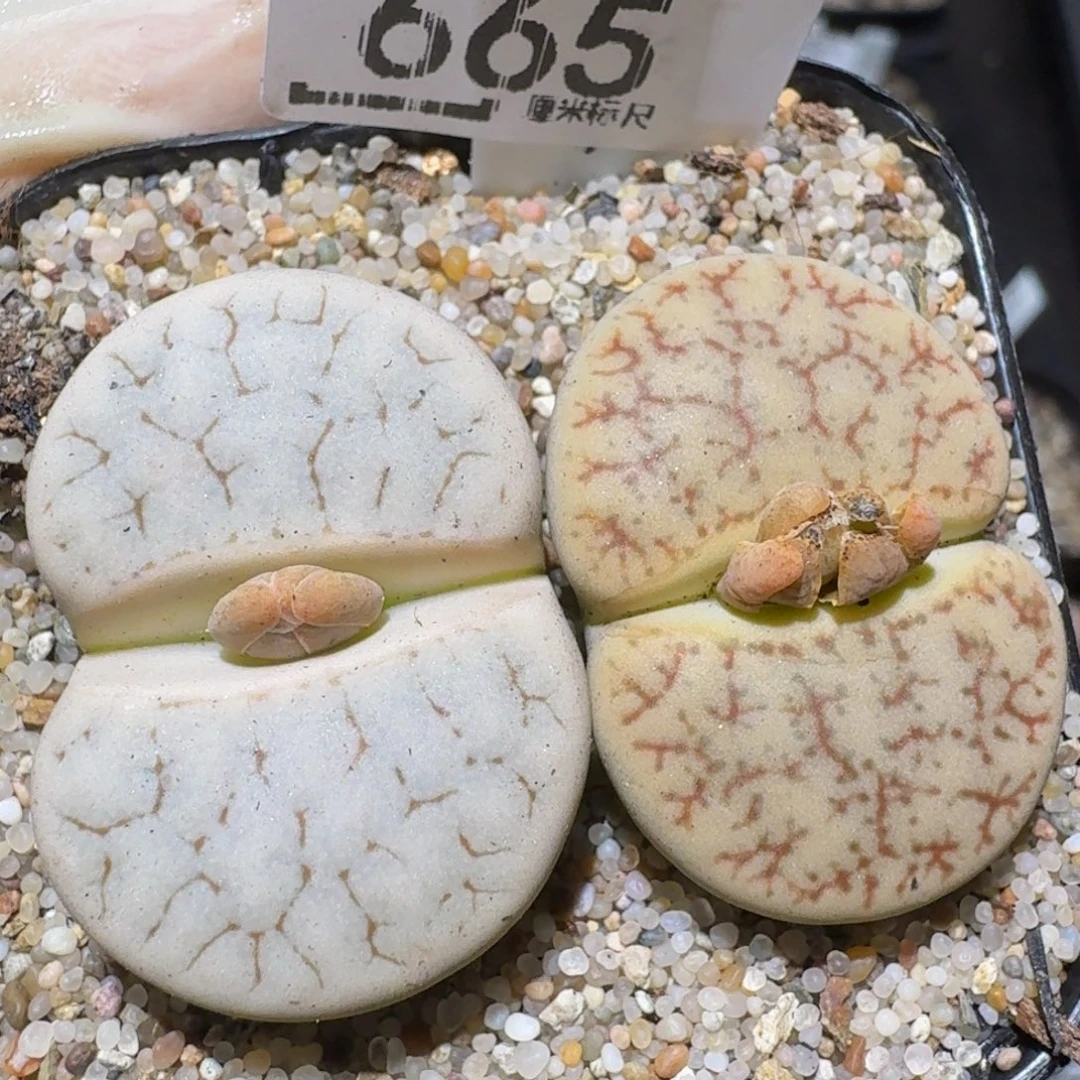 zzzzz精品生石花665