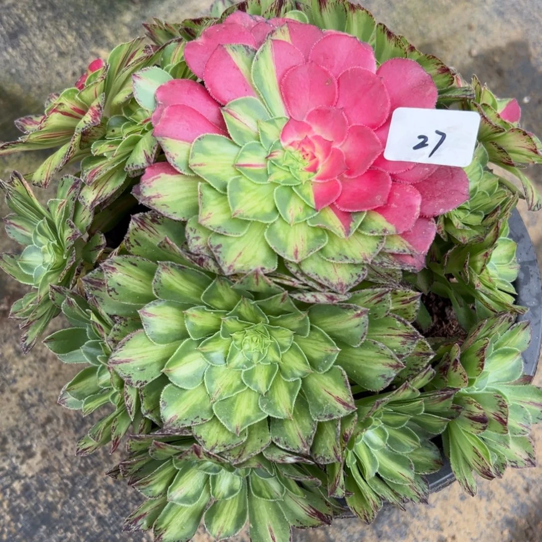 27知否无根多肉植物系