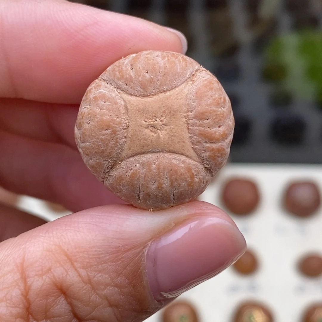 ****婷凤眼菩提吊坠麒麟