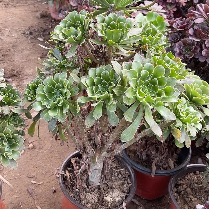 原始绿玫瑰玫瑰玫瑰