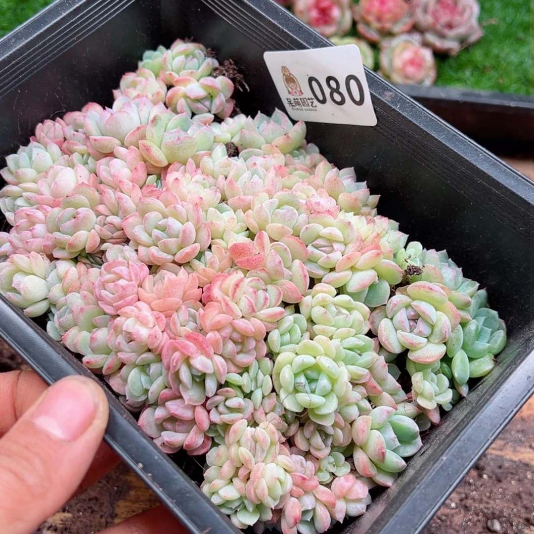 小***?多肉植物多肉植物