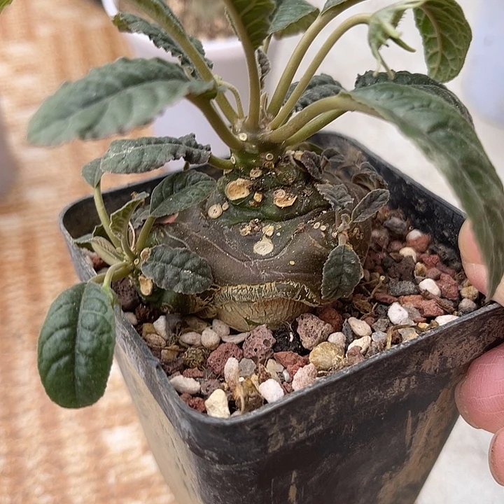 无花朵实生琉桑块根一物一拍