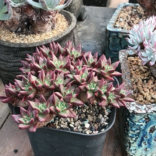 韩货绿菊仙女棒杯