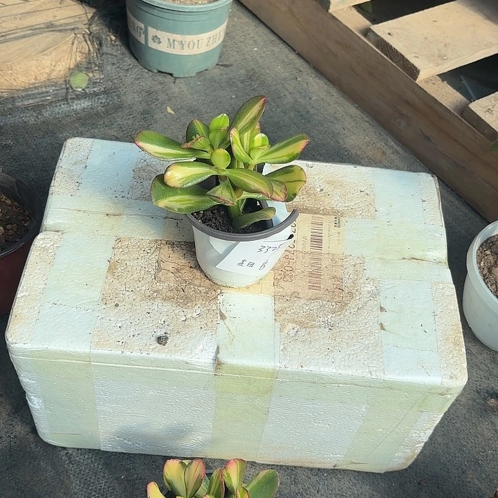 麦***店当前无花栽培后可以开花卷叶15