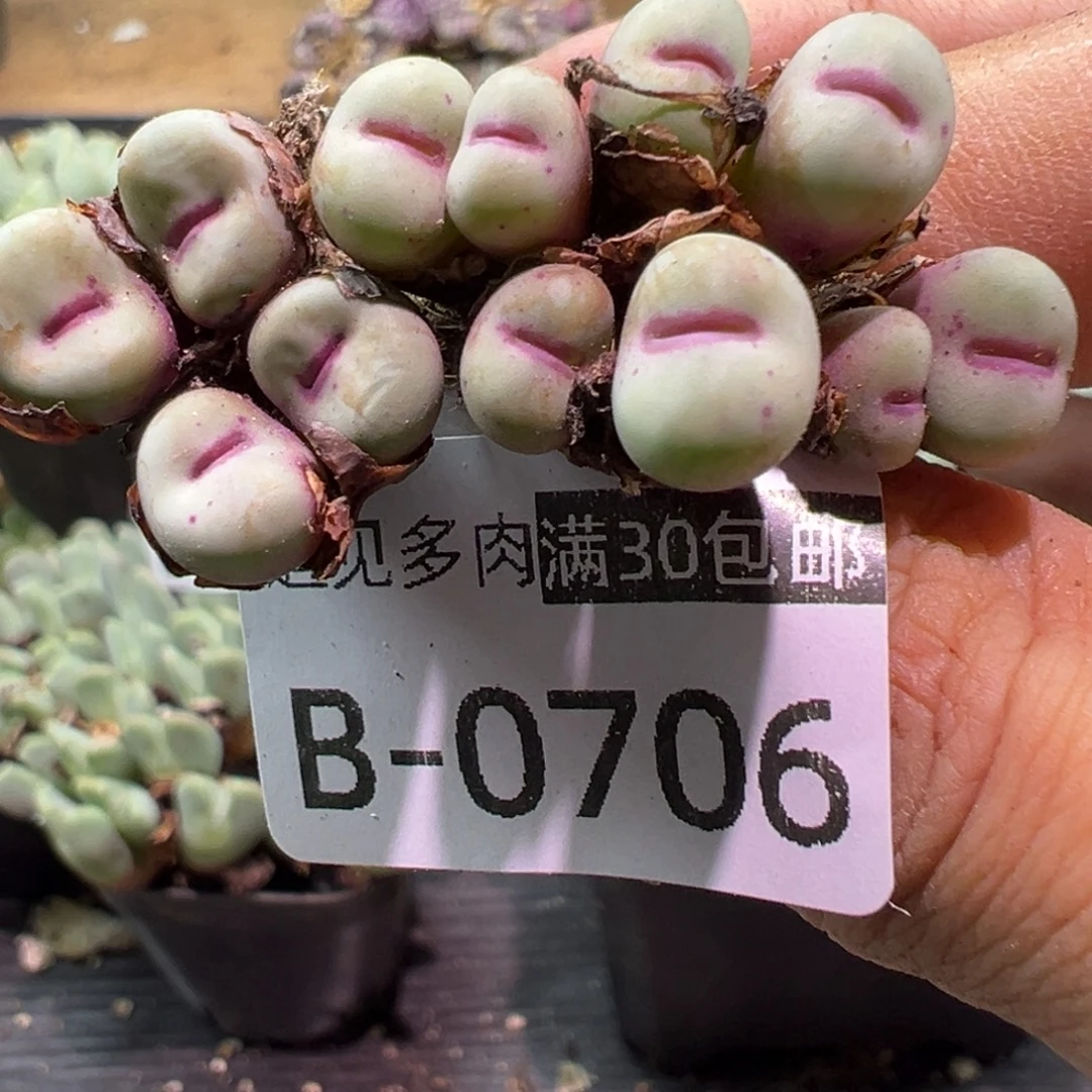 天***空多肉植物11111111111