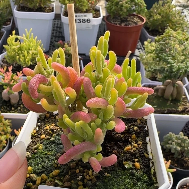 457-多肉植物枝干钻石黄锦