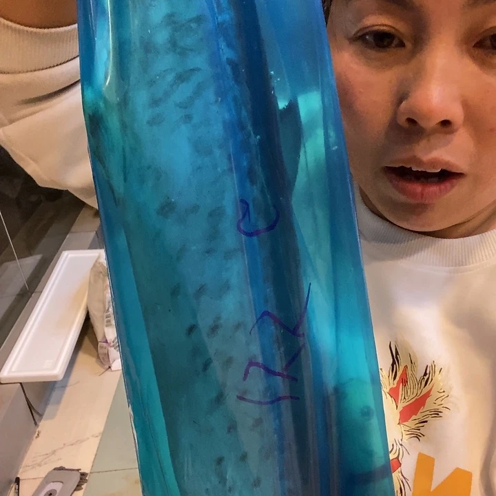 中国大陆渤海湾野生燕鲅鱼G