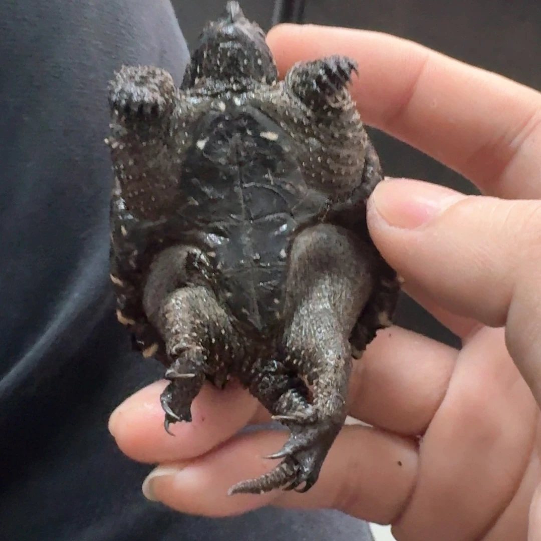 宠物龟不分公母111