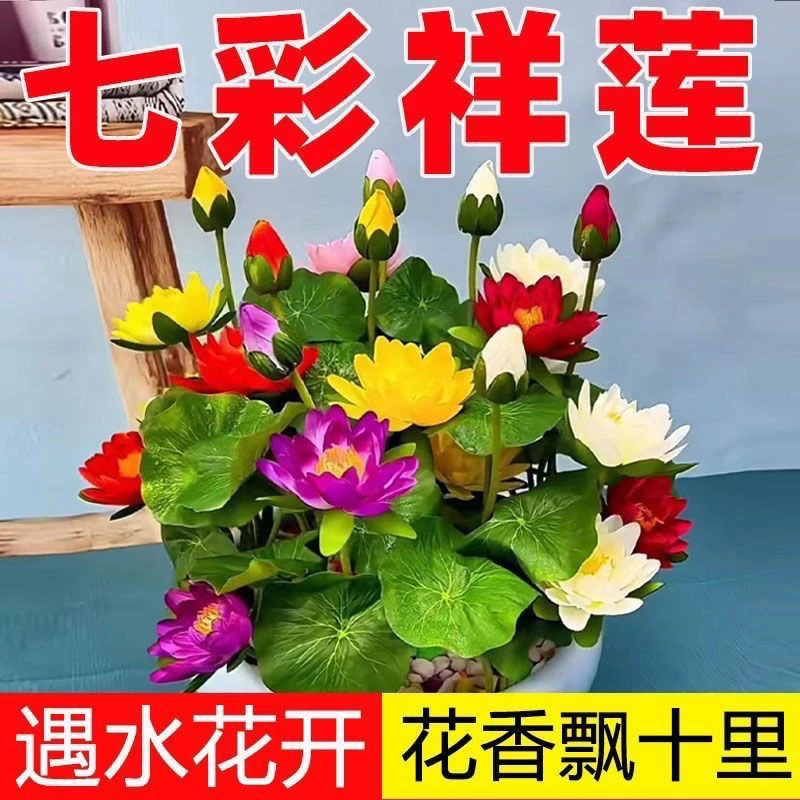 【4669人收藏】碗莲种七彩五颜六色水培花卉水养四季莲花荷花种莲藕