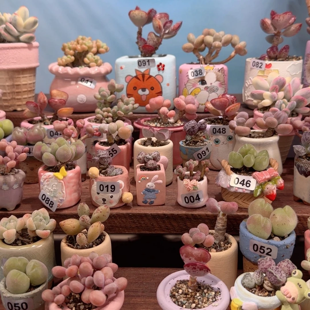 已***置一包成株土 一升袋装