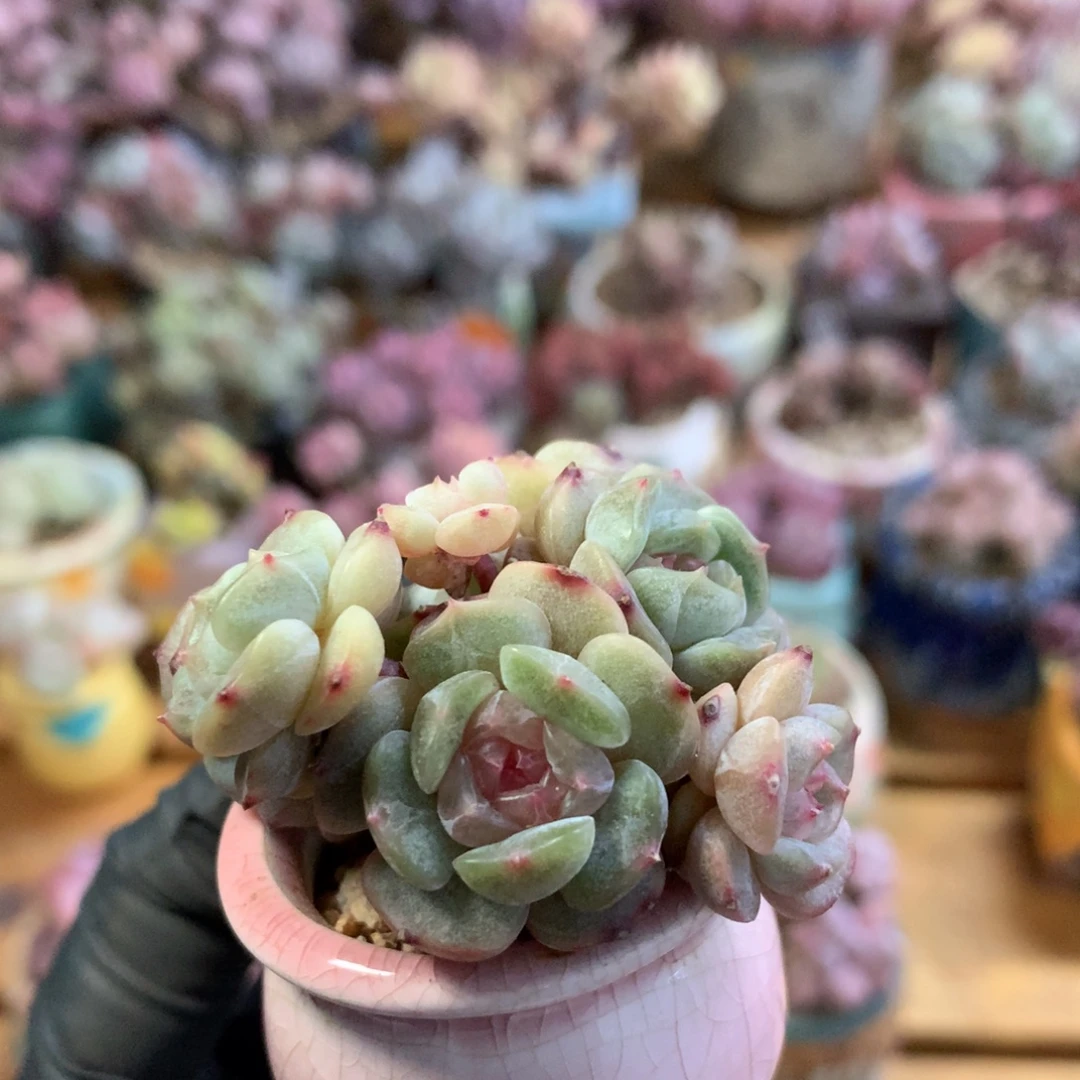 白恋群一物一拍 005