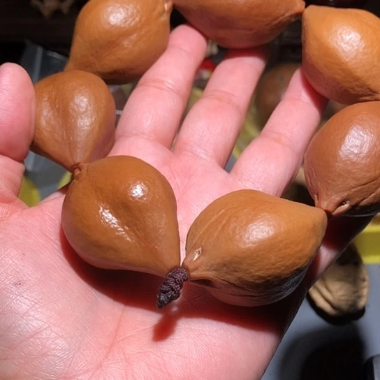 吊坠金刚菩提小鸟橄榄手把件