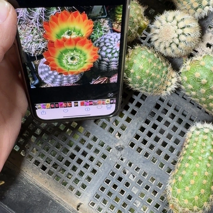 255皇冠虾歪无根侧牙3公分左右伤口大