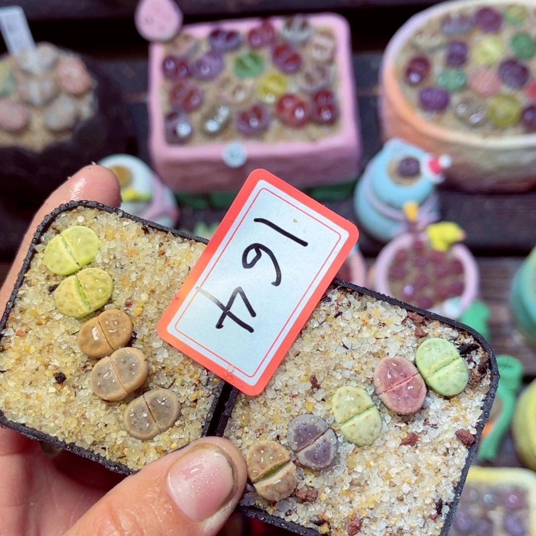 164生石花带盆发1