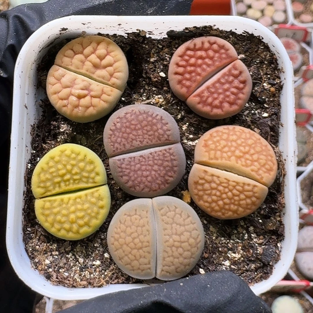 风****生石花1111112。  309