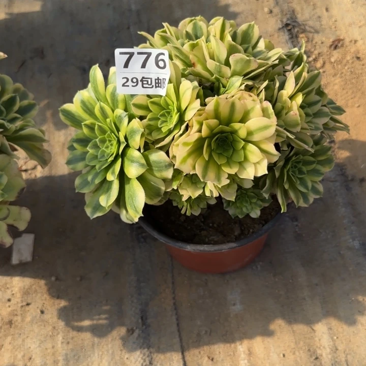 金丝翡翠……多肉植物……