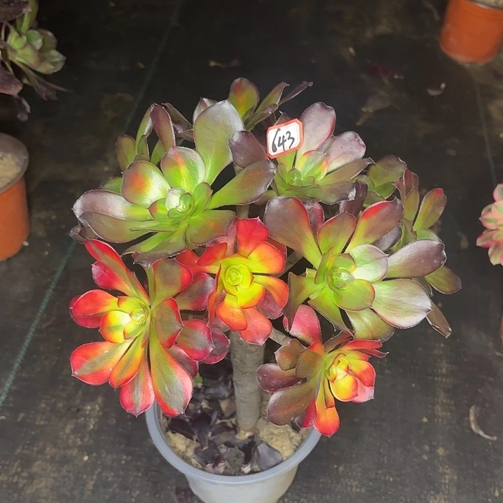 巫毒七彩掐心丛林朵朵643多肉