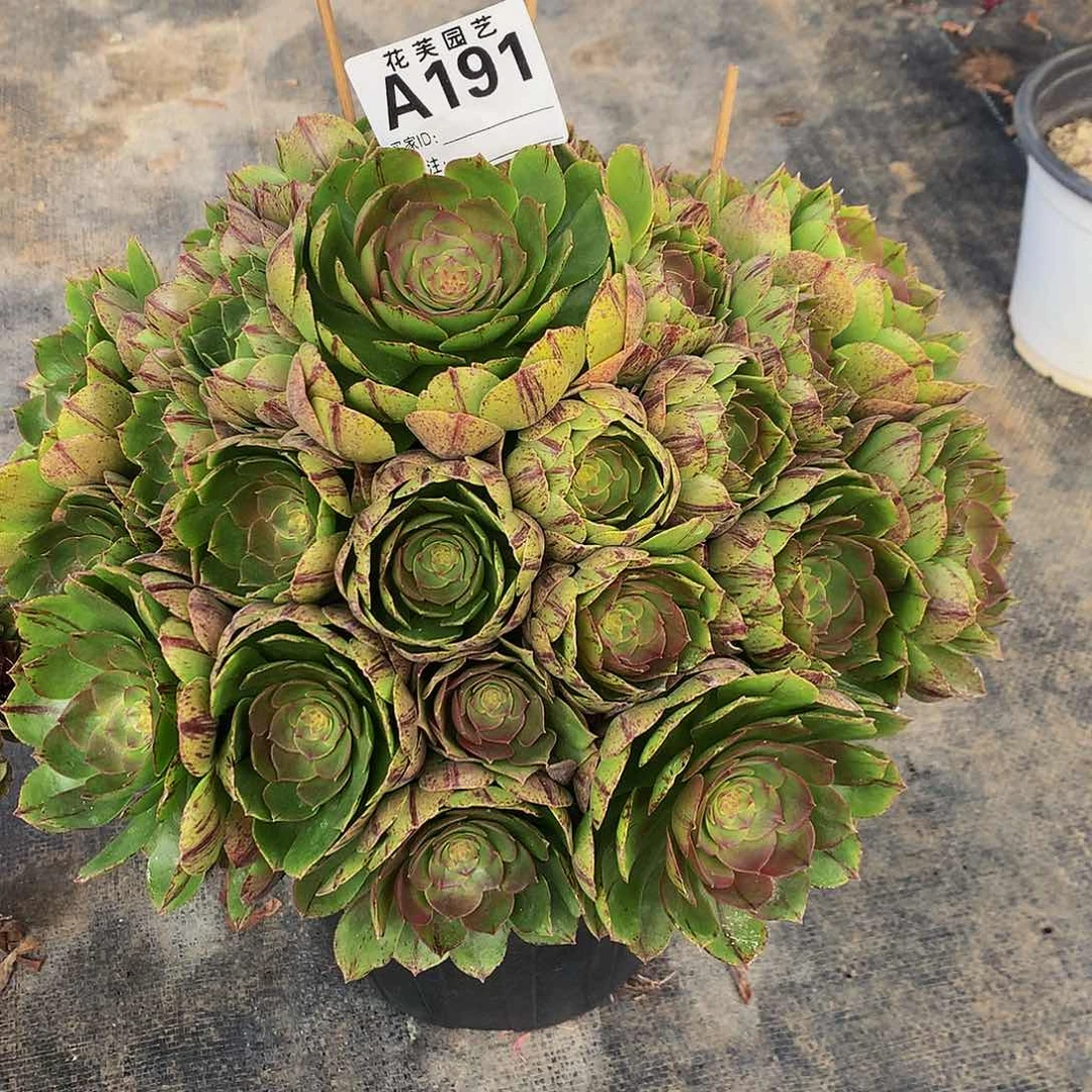 191多肉法师拉屎