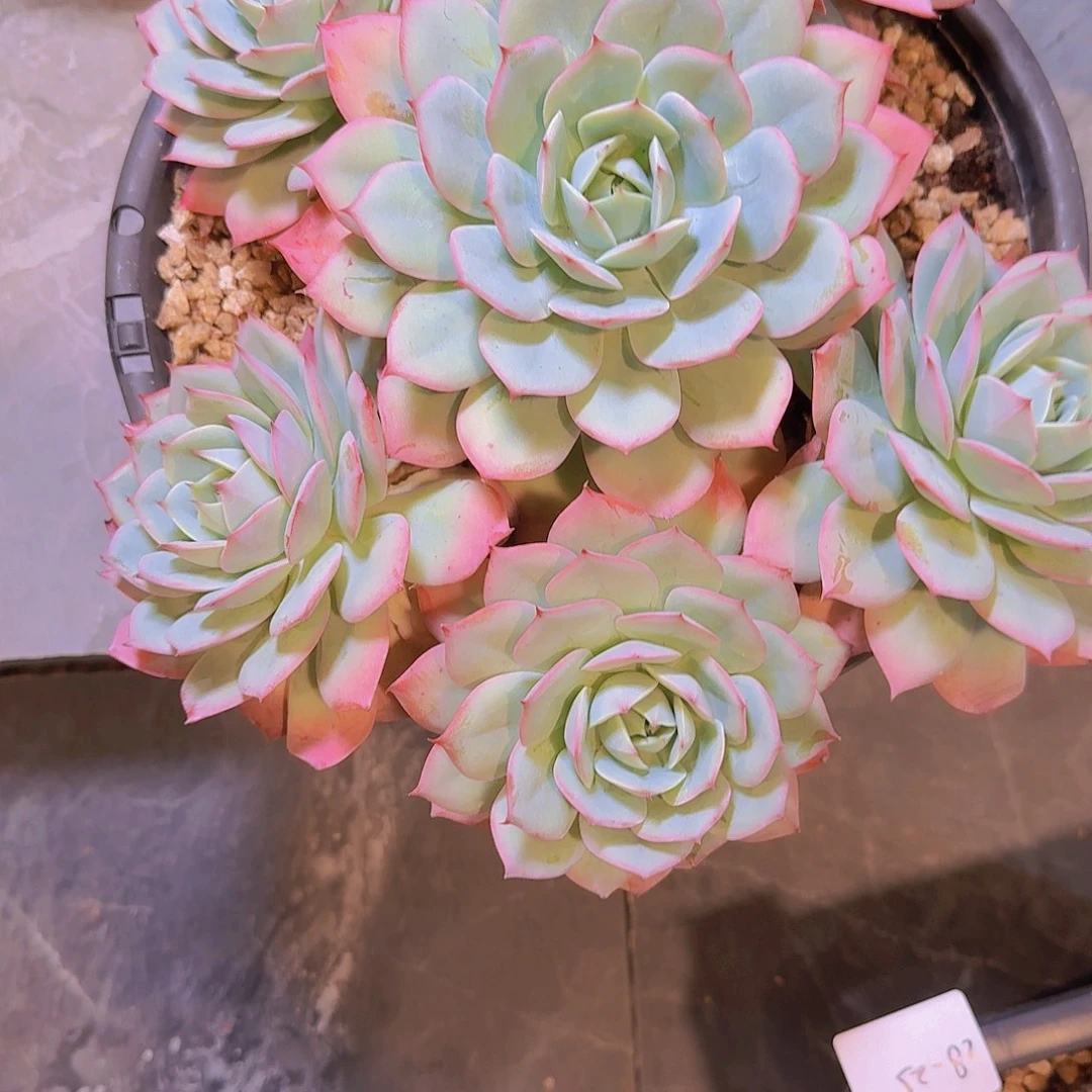 执****2841瑶池仙子多肉植物