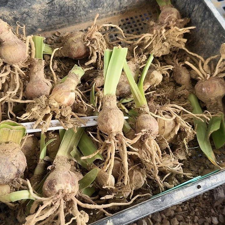 mc10朱顶红一棵  2.5左右