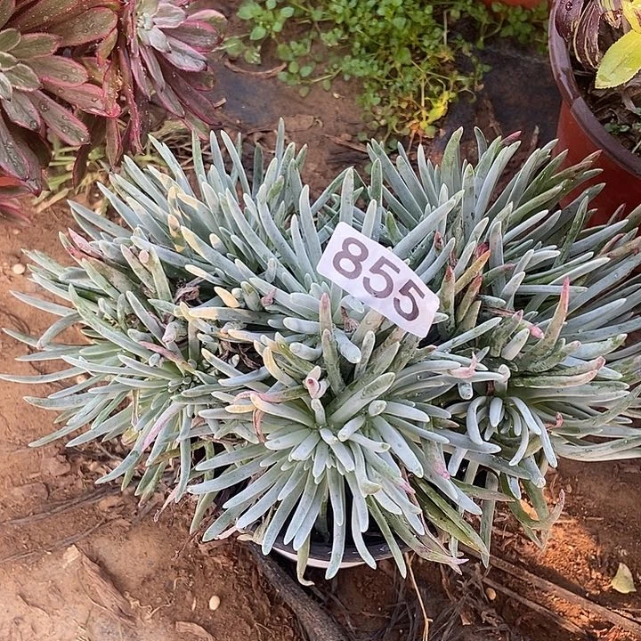 爱杜丽丝855号裸根不包断