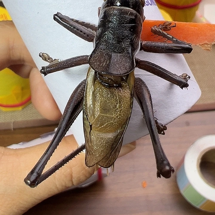 鸣虫虫具一条包邮