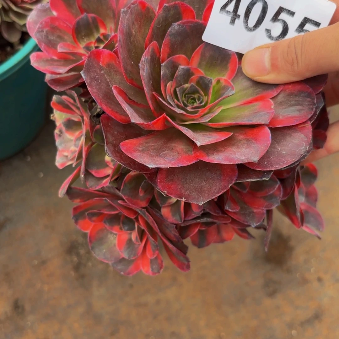 4055多肉植物玫金玫瑰锦
