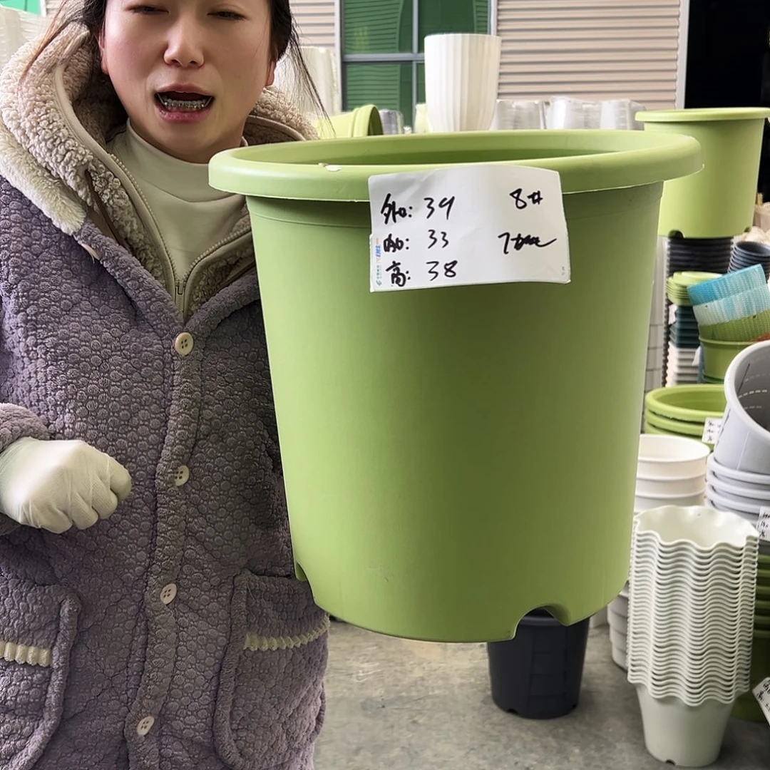 四季盆8#果绿5个无托