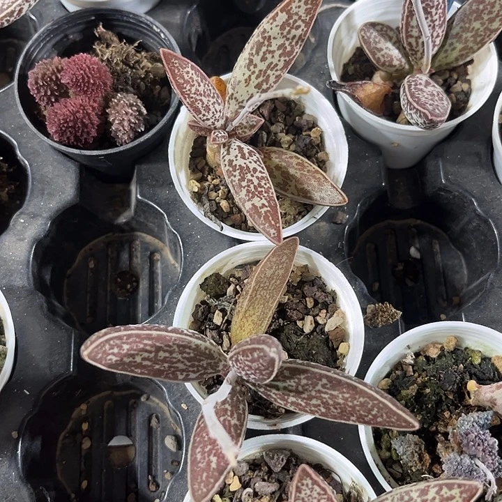 红太平水泡带盆土发