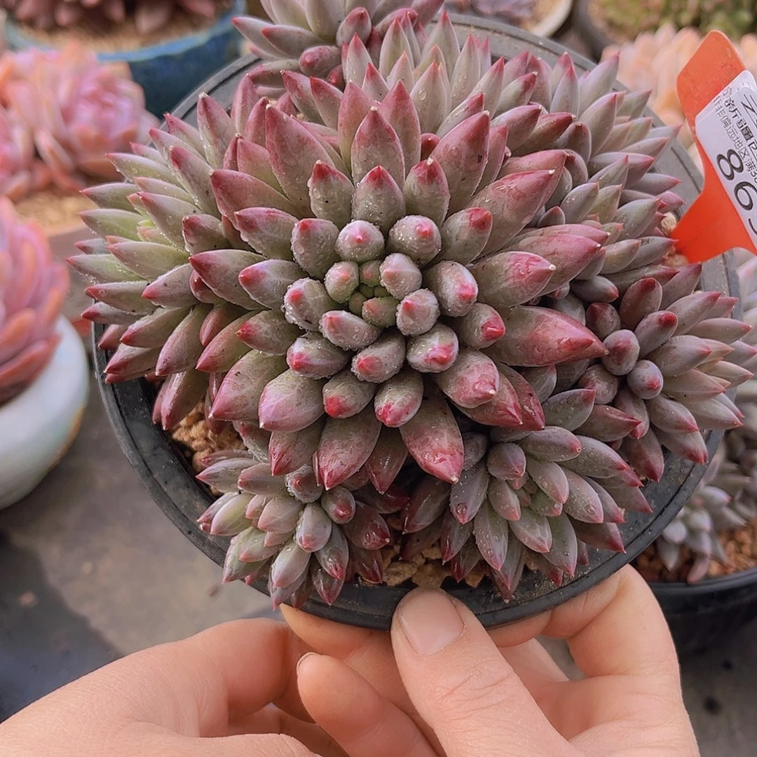 869车厘子多肉植物