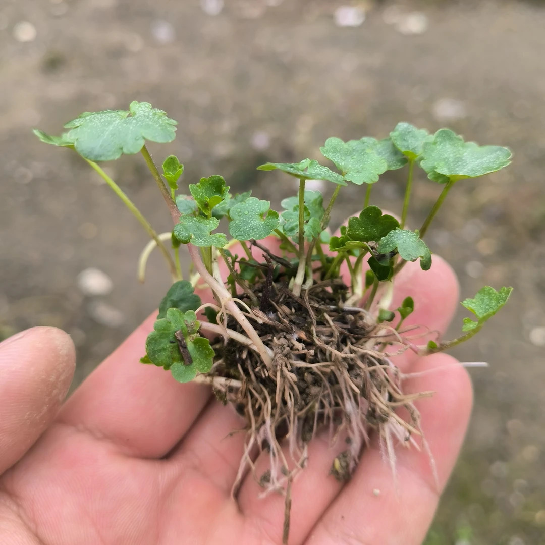 猫爪草三三草块茎新鲜现挖猫爪草苗盆栽苔藓保湿出芽5棵拿样试种