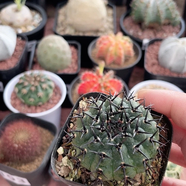 390黑刺凤头仙人球