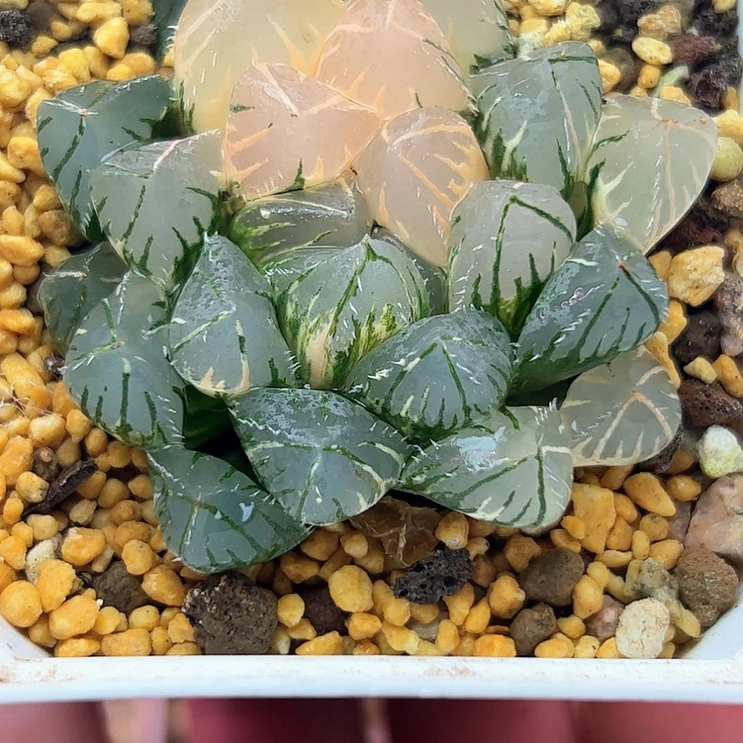 Oh锦十二卷多肉植物