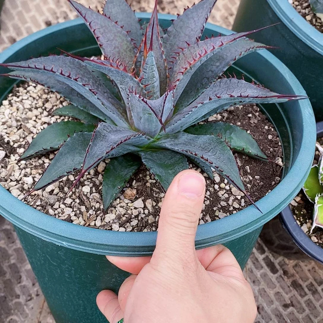 多肉植物龙蛇兰植物