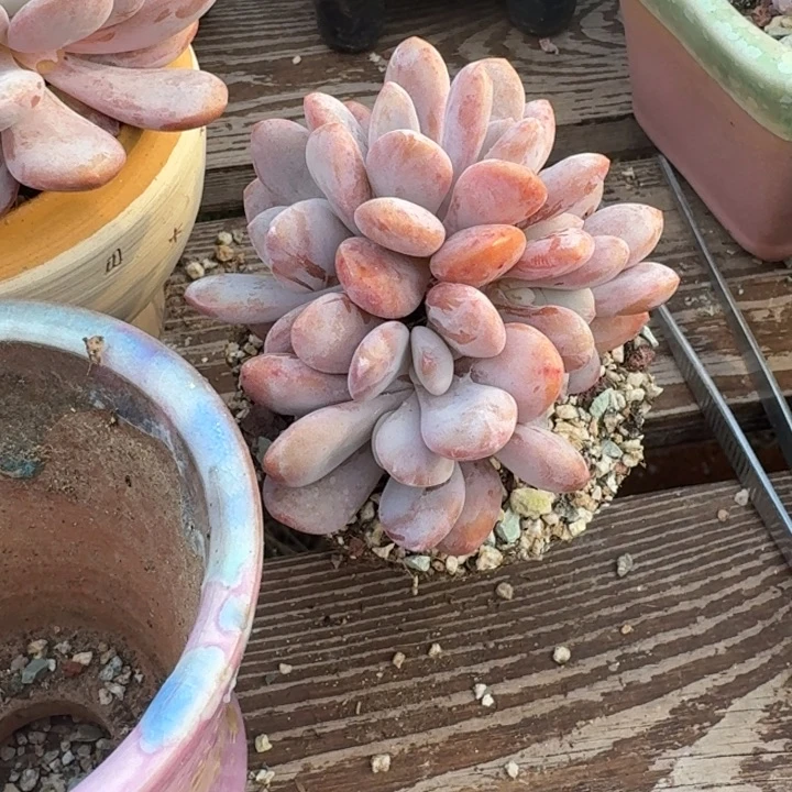 多肉植物多肉植物粉兔