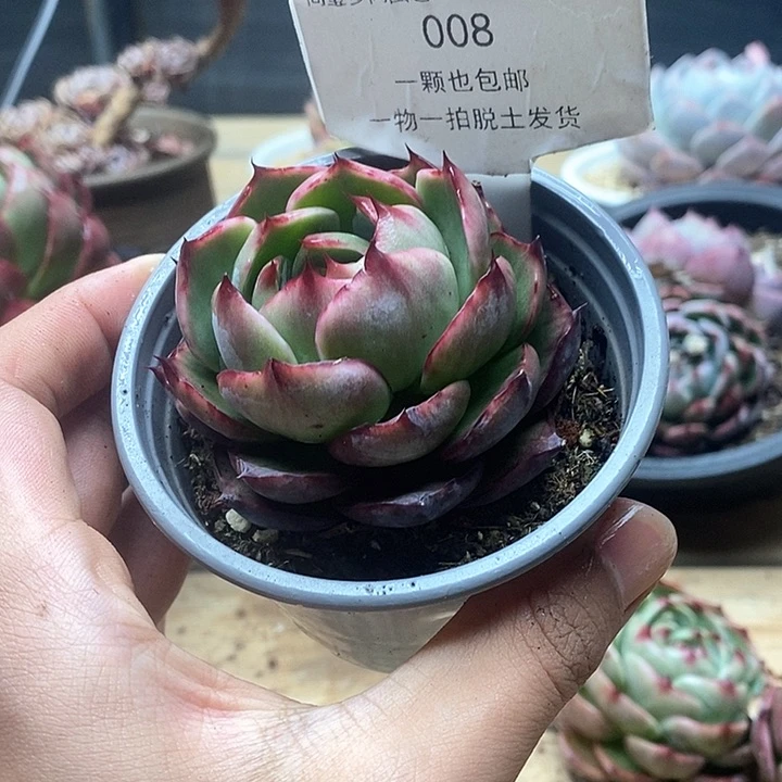 惊鸿仙子一物一拍008