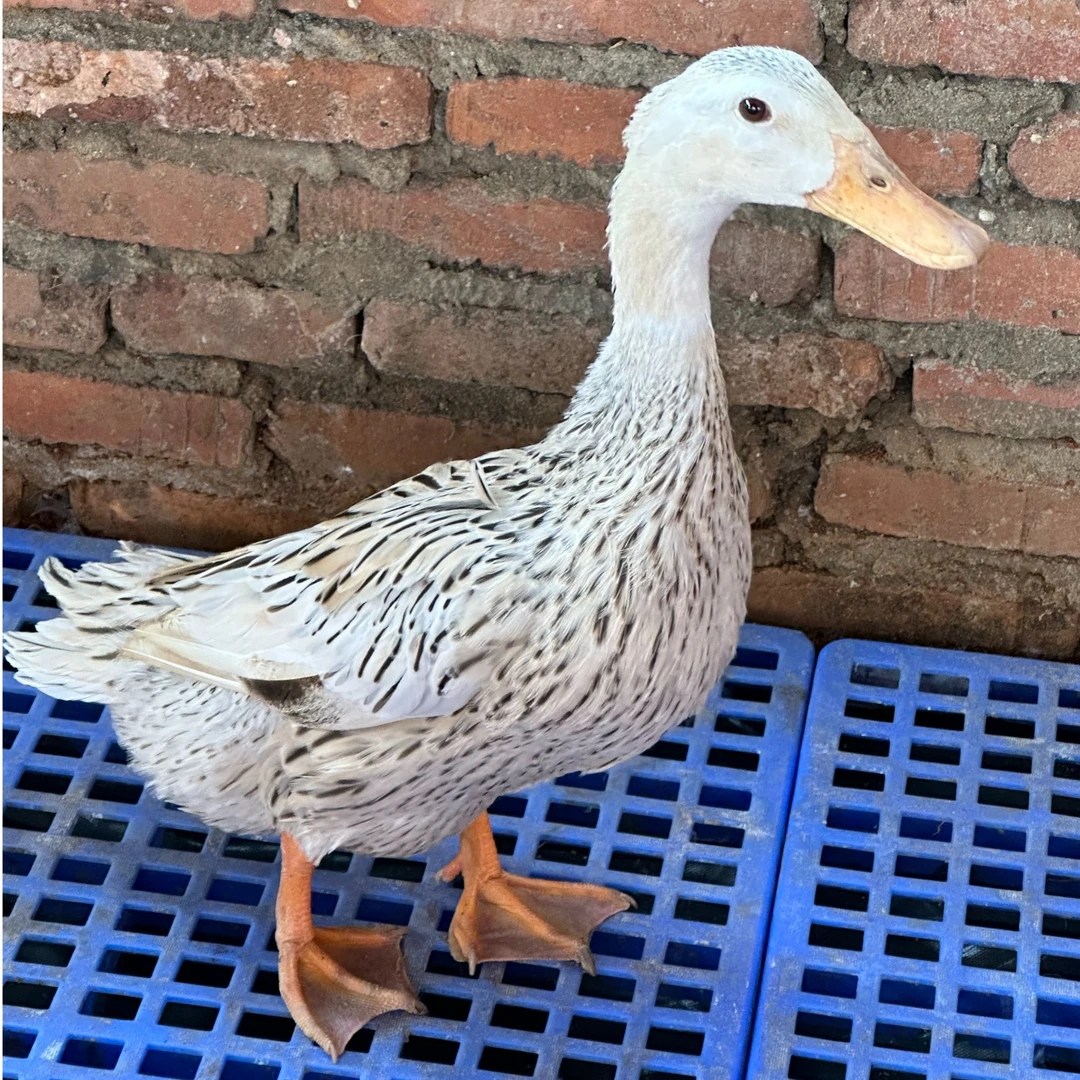 江西农家稻田湖泊放养青壳四号蛋鸭稻谷喂养肉质鲜嫩美味顺丰包邮