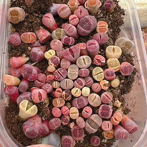 【闪购商品】24635