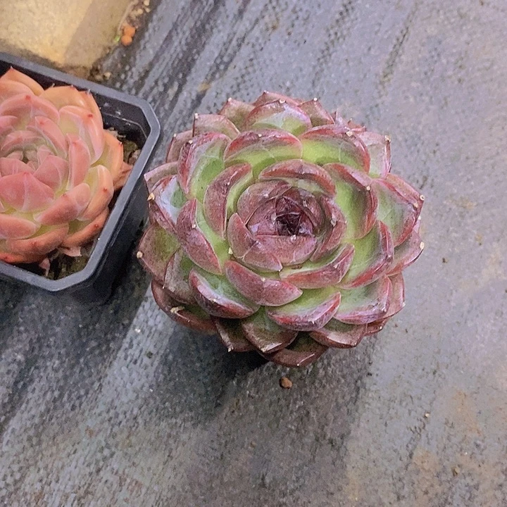 邓***࿐黑橙子多肉植物群