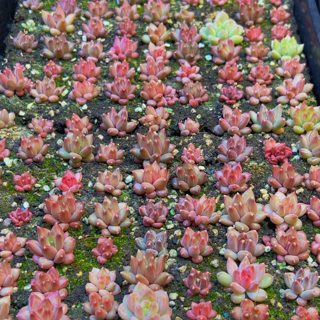 八***十215多肉葡萄领导人物w