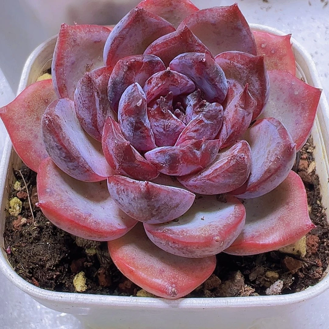 黑橙5.5厘米盆19包邮
