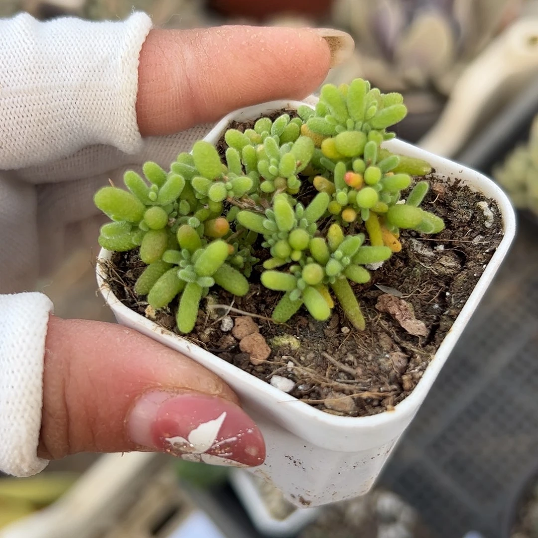 多肉植物多肉植物