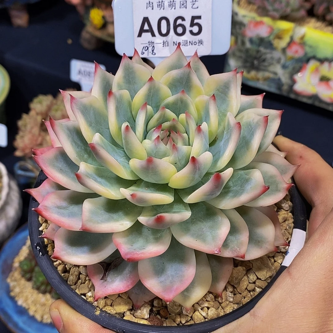 H***、吉娃娃锦多肉A065