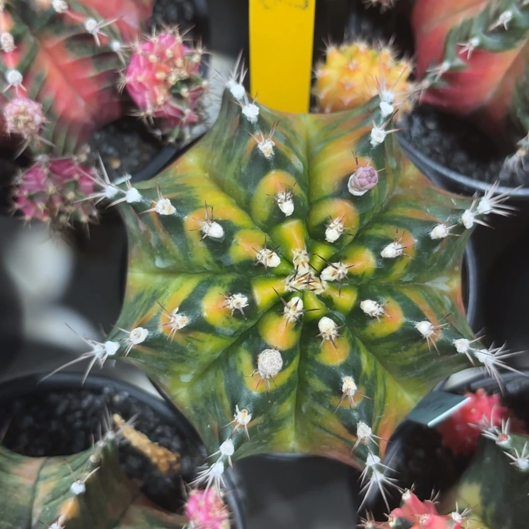 L814-1205泰国发货