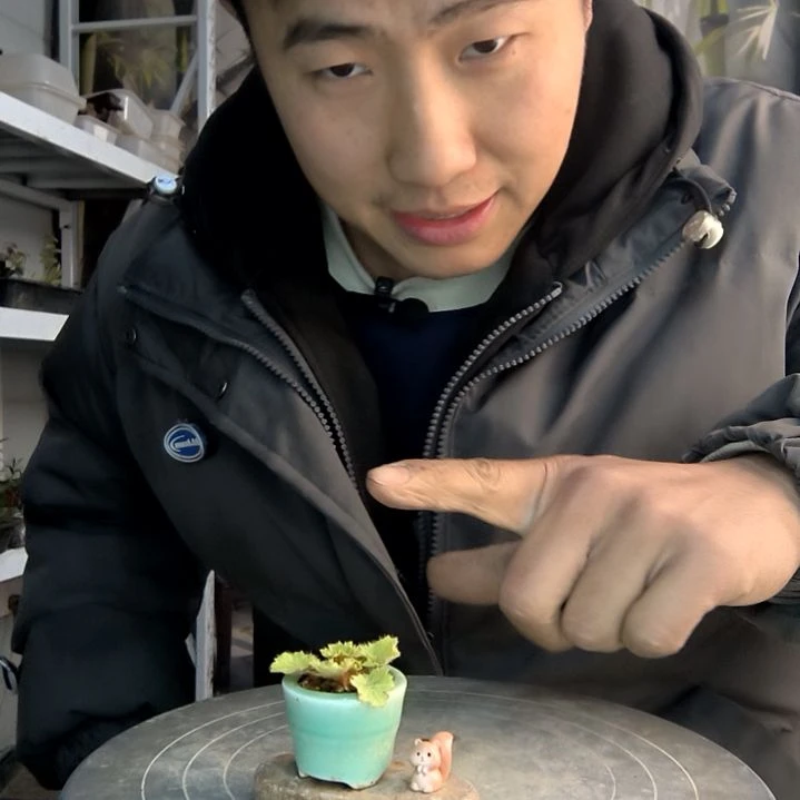 月****^小盆景小植物一物一拍240