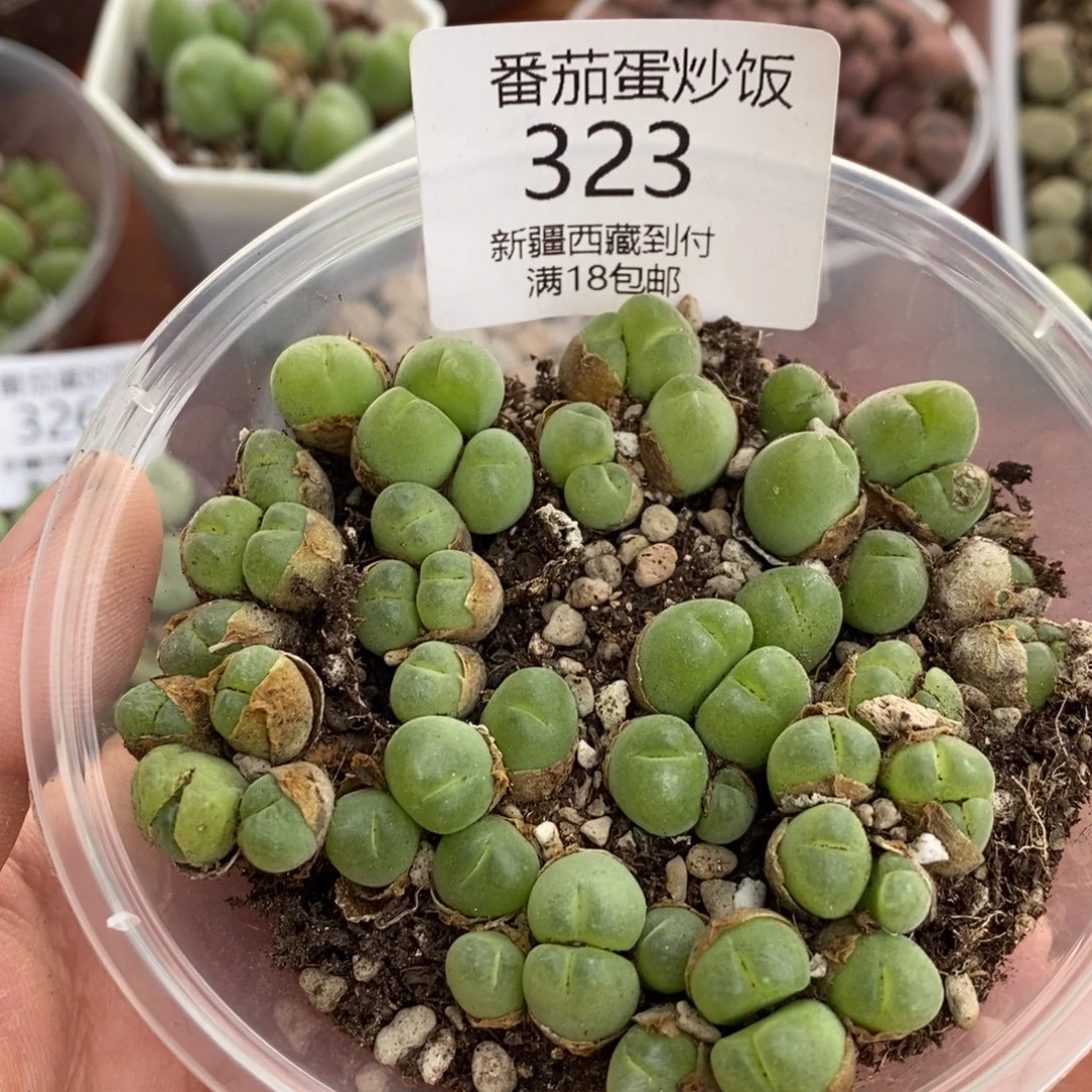 感谢您的支持，00323
