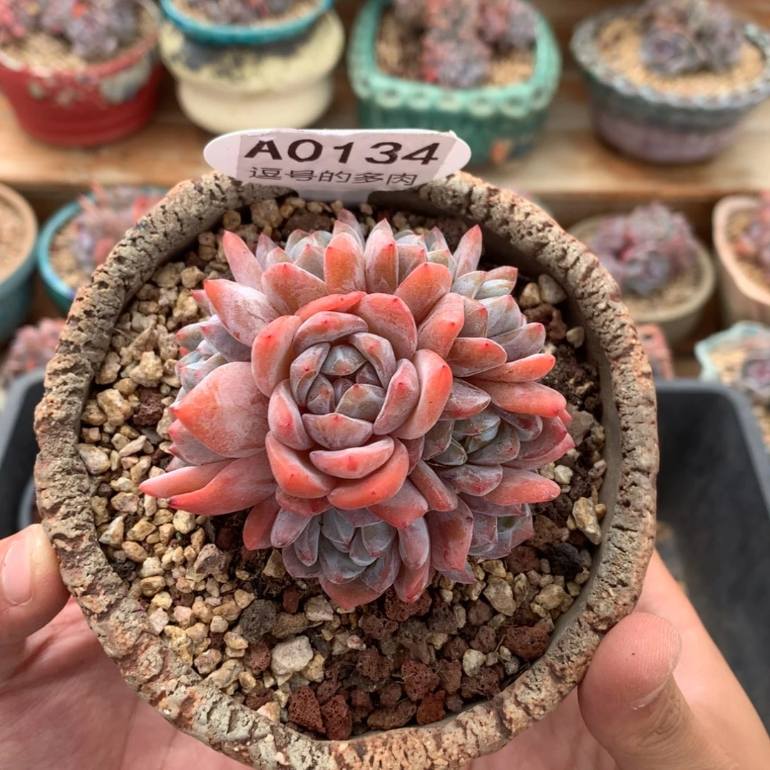A0134 橙群老桩 有砍 8cm
