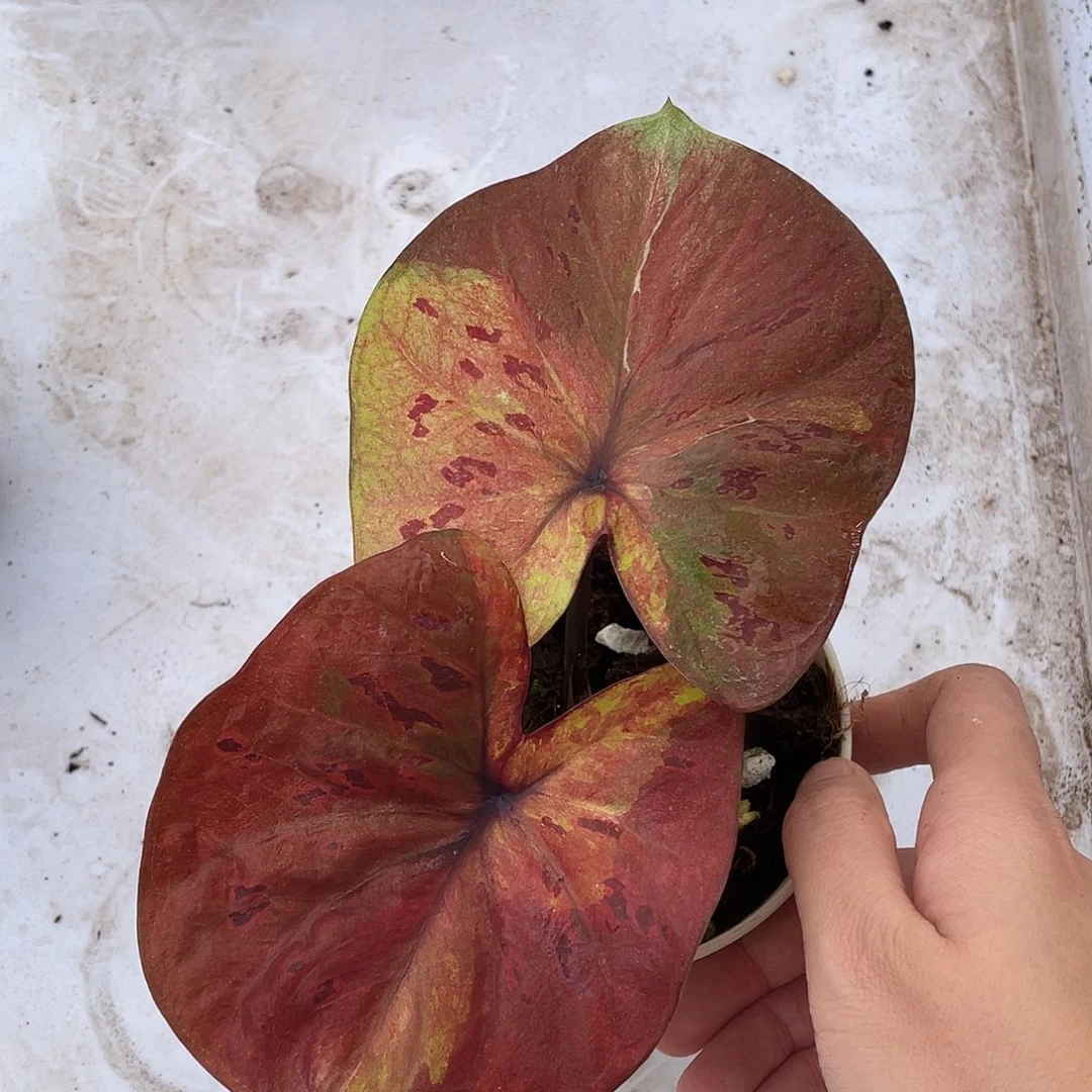 无花朵月光养定发货