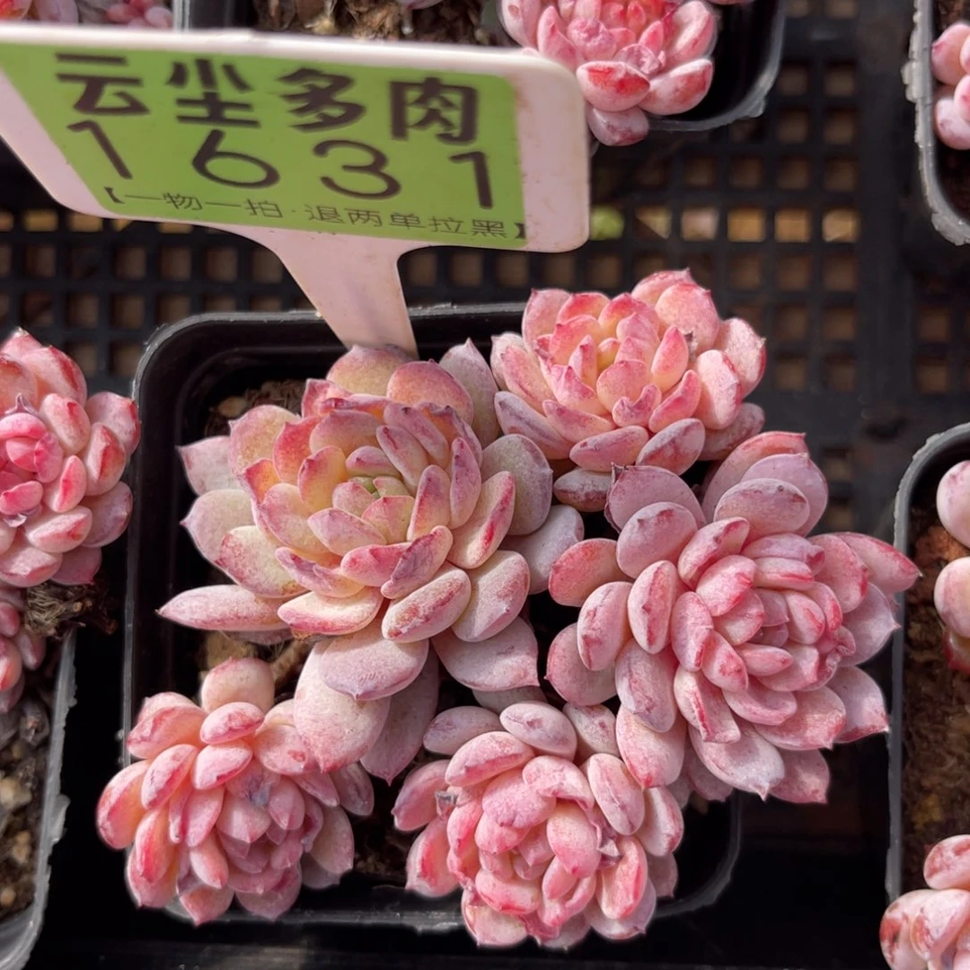 云尘多肉一物一拍不包整1631